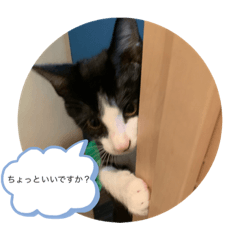 [LINEスタンプ] まめ太の日常スタンプ