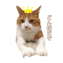 [LINEスタンプ] どんなのだ