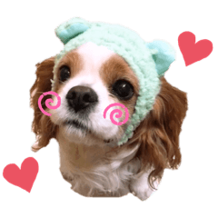 [LINEスタンプ] キャバリアの茶太郎くん