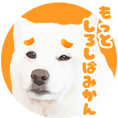 [LINEスタンプ] もっと白柴みかん