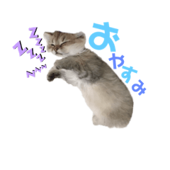 [LINEスタンプ] らんまるチンチラ