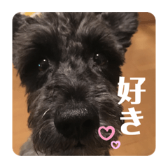 [LINEスタンプ] 黒シュナアディ