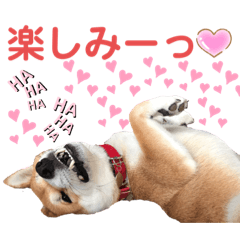 [LINEスタンプ] 柴犬あんず ver.3