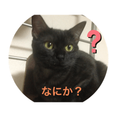 [LINEスタンプ] そらてんこのつく
