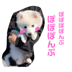 [LINEスタンプ] ぽんぷくん