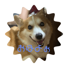 [LINEスタンプ] コーギー犬・はっぴー＆こう