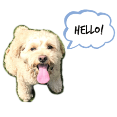 [LINEスタンプ] cocoすたんぷ.