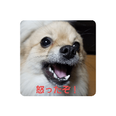 [LINEスタンプ] おこりんほう
