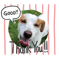 [LINEスタンプ] ドッグランナーズ        dog runners