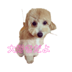 [LINEスタンプ] ポノちゃんスタンプその3