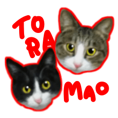 [LINEスタンプ] ねこのきょうだい*とらまお