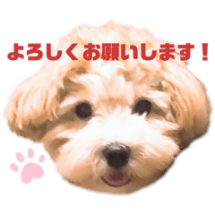 [LINEスタンプ] My ぽてちゃん