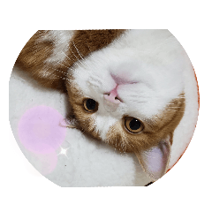 [LINEスタンプ] うめちゃ1