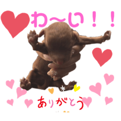 [LINEスタンプ] トイプードル レオ君スタンプ