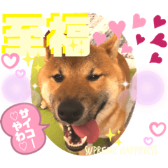 [LINEスタンプ] 柴犬  豆之進 日常STAMP★【関西弁】其の三