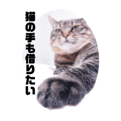 [LINEスタンプ] 我が家のにゃん子さん
