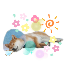 [LINEスタンプ] 柴犬のりつ