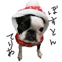 [LINEスタンプ] ボストンテリア 片パンチまりんちゃんpart2