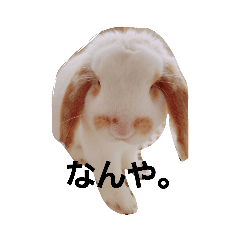 [LINEスタンプ] 私のうさぎ。シャルル第4弾