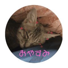 [LINEスタンプ] 愉快なちゃんず達