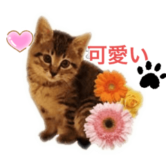 [LINEスタンプ] 保護猫ニャンズ 兵庫猫のミーナの画像（メイン）