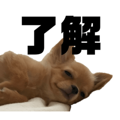 [LINEスタンプ] いのまた動物園 DLPvol.1