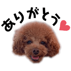 [LINEスタンプ] My nime is Rocky