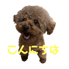 [LINEスタンプ] トイプー家族2