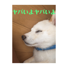 [LINEスタンプ] はくだよー