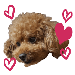 [LINEスタンプ] めっちゃかわいいトイプードル