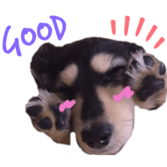 [LINEスタンプ] 鈴木家の獅子丸くん vol.1