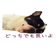 [LINEスタンプ] チワワのマロちゃん（老犬）
