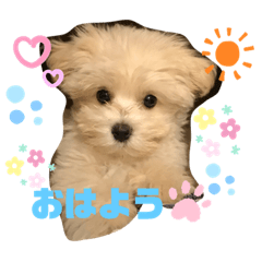 [LINEスタンプ] マルプー♡こなつ②