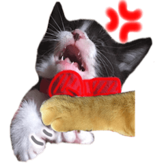 [LINEスタンプ] ふうたとしゅんた（こねこ）