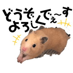 [LINEスタンプ] ハムハムきんちゃん