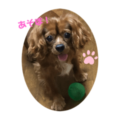 [LINEスタンプ] キャバリアルビーのココちゃん 1