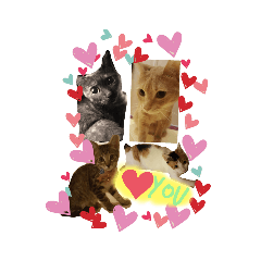 [LINEスタンプ] あたしのネコちゃん