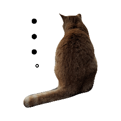 [LINEスタンプ] のらねこ見つけた