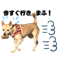 [LINEスタンプ] 愛犬元気