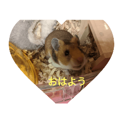 [LINEスタンプ] マイハムスター