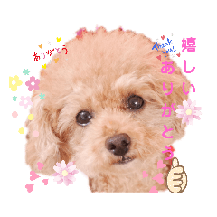 [LINEスタンプ] ラブリートイプードル兄妹