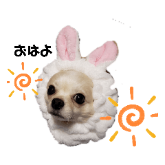 [LINEスタンプ] チワワまめ