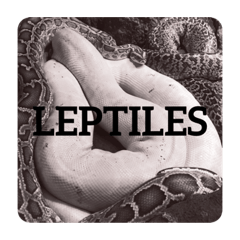 LEPTILES〜爬虫類の気持ち〜