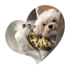 [LINEスタンプ] むぎたんパピー版