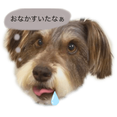 [LINEスタンプ] シュナのこむたんスタンプ