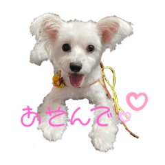 [LINEスタンプ] マルチーズとトイプードル