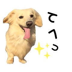 [LINEスタンプ] のら犬ではない