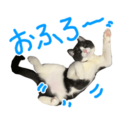 [LINEスタンプ] ハチワレ猫のろろちゃんのスタンプ2
