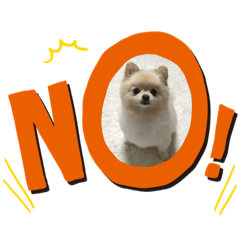 [LINEスタンプ] 我が家のポメちゃんスタンプ