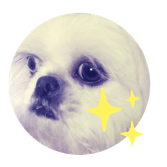 [LINEスタンプ] オッドアイの白いシーズー2